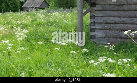 Un petit pré dans le village à côté de la maison et de l'ancienne salle de bains. Forbs, fleurs blanches, plantes vertes Banque D'Images