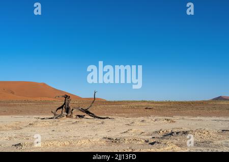 Un arbre mort dans ou autour du célèbre Deadvlei. Arbre en premier plan avec dune orange/rouge et ciel bleu en arrière-plan, beaucoup d'espace de copie. Banque D'Images