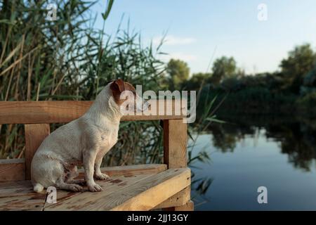 Le chien Jack Rasa est situé sur un pont en bois près de la rivière pour chasser les canards Banque D'Images