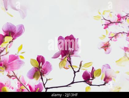 Fleur de magnolia rose sur fond blanc. Fleur de Magnolia, nature printanière. Copier l'espace Banque D'Images