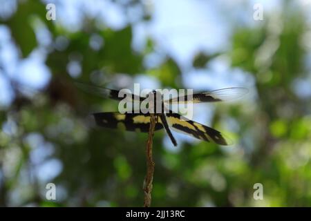 Vue de bas niveau d'une aile commune d'image (Rhyothemis Variegata) libellule perchée sur la pointe d'une tige morte.les ailes de libellule penchent vers la gauche si Banque D'Images