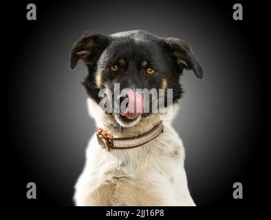 Un chien avec l'hétérochromie se régle sur le nez Banque D'Images