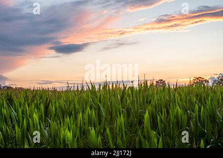 Champ avec du maïs sur la pente d'une colline sous un ciel bleu à la lumière du coucher du soleil en été. Photo de haute qualité Banque D'Images