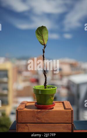 Arbre figuier à feuilles de violon avec feuilles mortes. Maladies des plantes d'intérieur ou en pot. Concept de soin de la maison. Banque D'Images