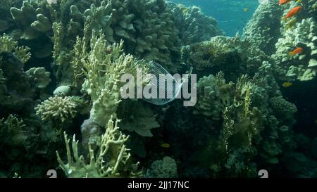 Les articles de cuisine en plastique mis au rebut pendent du récif de corail. Pollution plastique de l'océan. Sac en plastique en maille accroché à un magnifique corail Banque D'Images