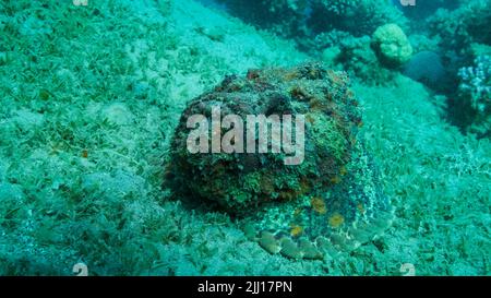 Gros plan de la corégone de Stonefish se trouve sur fond sablonneux recouvert d'herbes marines vertes. Reef Stonefish (Synanceia verrucosa) Mer Rouge, Égypte Banque D'Images