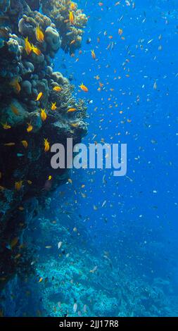 Les poissons tropicaux colorés nachent sur le récif de corail sur fond bleu. La vie sous-marine dans l'océan. Chrome arabe (Chromis flavaxilla) et LyRetail A Banque D'Images