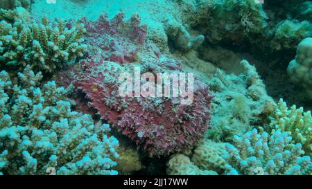 Gros plan de la corégone rose se trouve sur les coraux. Corégone de récif (Synanceia verrucosa). Mer rouge, Égypte Banque D'Images