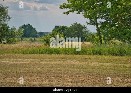 Des coquelicots au bord d'un champ de maïs récolté. Fleurs rouges, arbres et herbe. Chemin de pied entre les champs. Paysage tiré de la nature du Brandebourg Banque D'Images