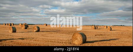 grande vue panoramique du champ de blé récolté avec des rouleaux de balles de paille sur le chaume contre le fond d'un ciel magnifique Banque D'Images