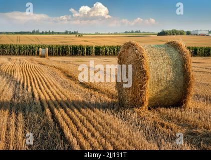 Grosse balle de paille sur chaume. Lignes sur le chaume après le blé moissonné dans le champ, balles de paille en rouleaux, à l'horizon un champ de maïs contre un Banque D'Images