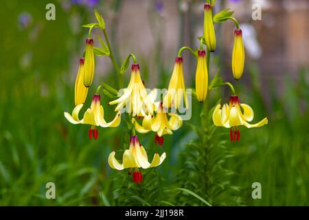 Amaryllis est le seul genre de la sous-tribu Amaryllidinae. La flore Banque D'Images