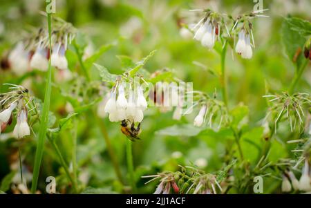 Bourdon anglais collectant du miel et pollinisant Symphytum West Sussex Banque D'Images