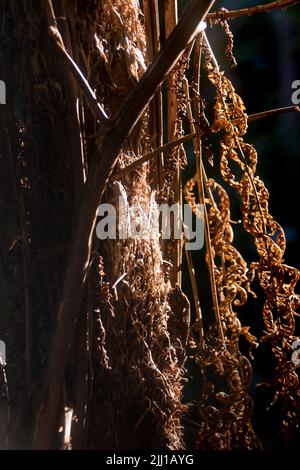 Trunk et mourant frondes brunes d'une fougère australienne, Cyathea cooperi, dans la forêt pluviale subtropicale des basses terres, sur la montagne Tamborine, Queensland. Banque D'Images