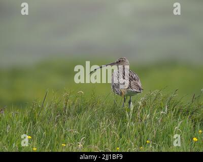 Les prairies et les zones de pâturage des collines de North Uist sont d'excellents sites de reproduction pour le curlew. Banque D'Images