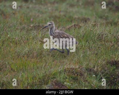 Les prairies et les zones de pâturage des collines de North Uist sont d'excellents sites de reproduction pour le curlew. Banque D'Images