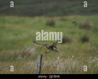 Les prairies et les zones de pâturage des collines de North Uist sont d'excellents sites de reproduction pour le curlew. Banque D'Images