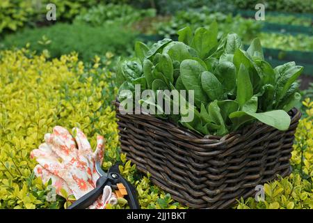 Des épinards frais juteux verts dans un panier en osier dans le potager sur fond de verdure. sécateurs et gants de jardinage se trouvent à côté de la b Banque D'Images