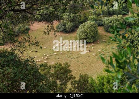 L'élevage de moutons est très répandu en Sardaigne, en Italie Banque D'Images