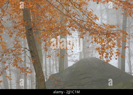Forêt d'automne dans le felsenmeer dans l'Odenwald, Hesse, Allemagne Banque D'Images