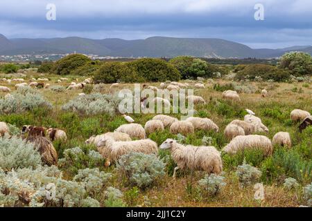 L'élevage de moutons est très répandu en Sardaigne, en Italie Banque D'Images