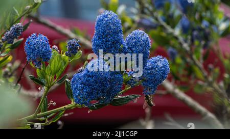 Une photo des fleurs bleues d'un Bush lilas de californie. Banque D'Images