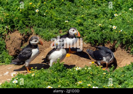 Common Atlantic Puffin (Fratercula artica) oiseau migrant qui se trouve sur les falaises côtières de l'île Skomer dans le Pembrokeshire South Wales UK W Banque D'Images