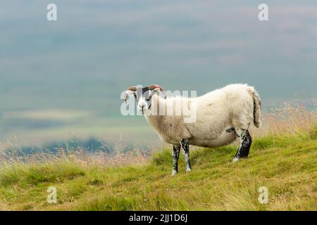 La face noire écossaise, la brebis Swaledale ou les moutons femelles aux cornes maussettes et en polaire épaisse, se tenaient dans la lande estivale luxuriante de Swaledale, dans le North Yorkshire. ROYAUME-UNI Banque D'Images