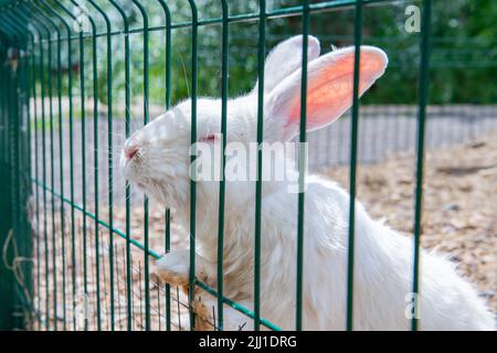 un grand lapin blanc affectueux s'approche de la cage Banque D'Images