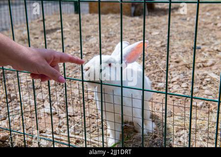 un grand lapin blanc affectueux s'approche de la cage Banque D'Images