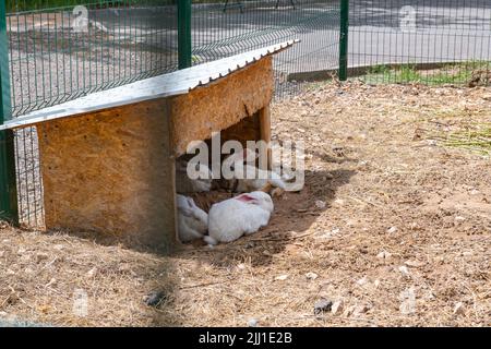 plusieurs lapins se trouvent dans une cage dans une maison Banque D'Images