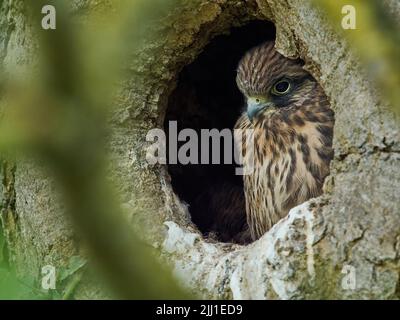 Un poussin kestrel réfléchi, à part entière, regarde de la sécurité de son nid creux dans le tronc, apparemment impatient de se mettre sur et d'explorer le monde. Banque D'Images