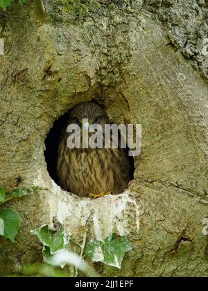 Un poussin de kestrel, à part entière, fait un défi dans la caméra de la sécurité de son nid de tronc-creux. Banque D'Images