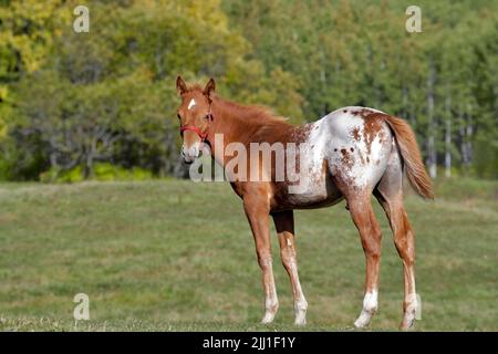 Quelques mois Appaloosa colt debout dans un pré Banque D'Images