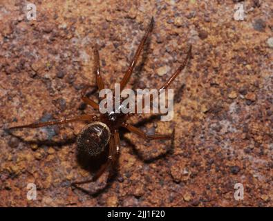 fausse araignée de veuve près du mur Banque D'Images