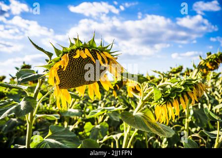 Image de tournesols sur une chaude journée ensoleillée. Banque D'Images