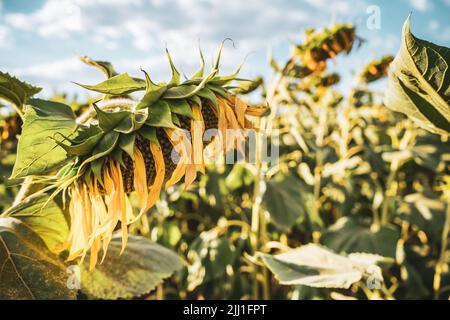 Image de tournesols sur une chaude journée ensoleillée. Banque D'Images