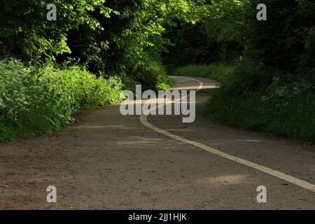 Chemin en béton à travers les bois. Piste cyclable à travers un parc verdoyant et boisé Banque D'Images