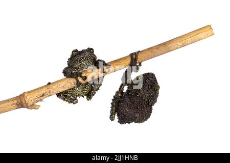 Deux grenouilles Mossy alias Theloderma corticale, assis et accrochés sur un bâton de bois. Isolé sur un fond blanc. Banque D'Images