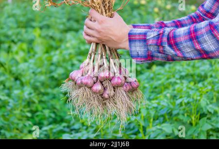 ail fraîchement cueilli dans les mains d'un fermier. Produit respectueux de l'environnement. Mise au point sélective Banque D'Images