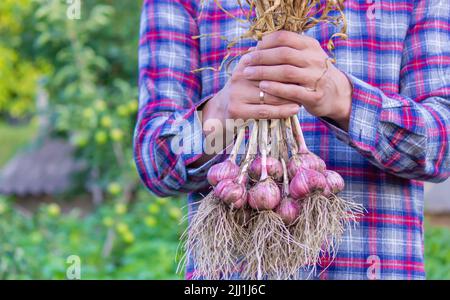 ail fraîchement cueilli dans les mains d'un fermier. Produit respectueux de l'environnement. Mise au point sélective Banque D'Images