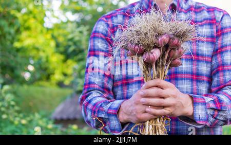 ail fraîchement cueilli dans les mains d'un fermier. Produit respectueux de l'environnement. Mise au point sélective Banque D'Images