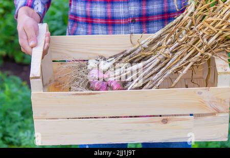 ail fraîchement cueilli dans les mains d'un fermier. Produit respectueux de l'environnement. Mise au point sélective Banque D'Images