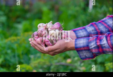 ail fraîchement cueilli dans les mains d'un fermier. Produit respectueux de l'environnement. Mise au point sélective Banque D'Images