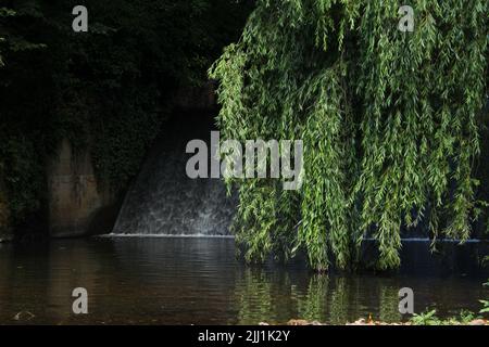 Saule pleurant suspendu au-dessus d'une piscine d'eau avec une chute d'eau en arrière-plan. Arrière-plan nature, paisible scène de forêt. Concept de calme, sérénité Banque D'Images