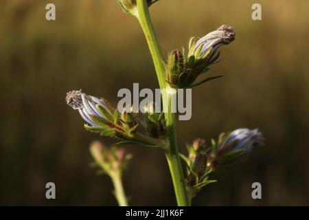 Chicorée commune (Cichorium intybus) fleur de lavande au coucher du soleil Banque D'Images