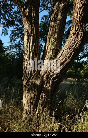 Arbre de criquet noir (Robinia pseudoacacia) communément appelé Acacia faux - tronc vu ici se scindant en trois tiges codominantes. Banque D'Images