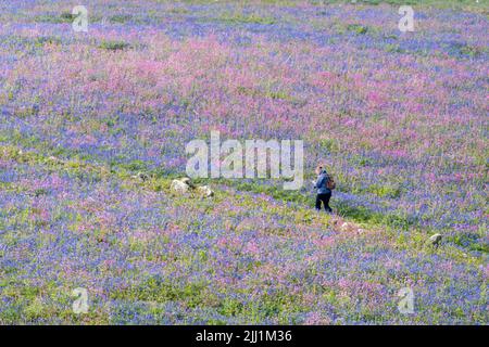 Walker sur l'île Skomer sur un sentier entouré de cloches rouges et de campion rouge Banque D'Images