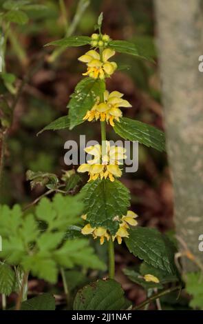 Lamium galeobdolone/archange jaune (lamium galeobdolone) Banque D'Images