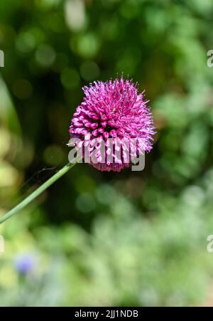 Petite plante violette Allium floraison en été UK - Allium sphaerocephalon également connu sous le nom de pilon allium ou poireau à tête ronde, est une fleur d'été Banque D'Images